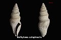 Bathytoma cataphracta